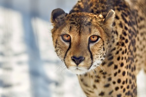 Cheetah Close Up (1600x1200) Resolution Wallpaper