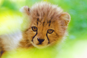 Cheetah Cute Cub 4k (1280x800) Resolution Wallpaper