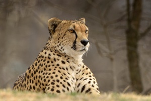 Cheetah Predator Animal (2560x1600) Resolution Wallpaper