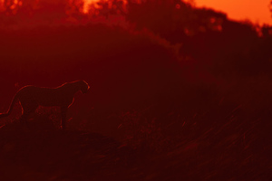 Cheetah Sunrise (1280x800) Resolution Wallpaper