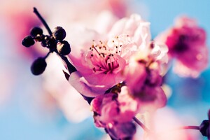 Cherry Blossom (1600x900) Resolution Wallpaper