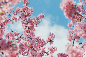 Cherry Blossom Plant 4k Wallpaper