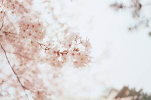 Cherry Blossoms Flowers (1360x768) Resolution Wallpaper