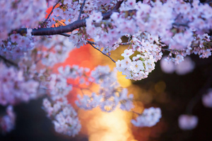 Cherry Blossoms (1280x1024) Resolution Wallpaper