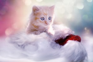 Christmas Kitten Wallpaper