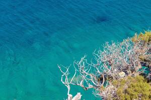 Clear Sea Trees Branches Ultra Quality 4k