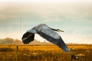 Close Up Of Heron Flying Over Field Against Sky (1280x800) Resolution Wallpaper