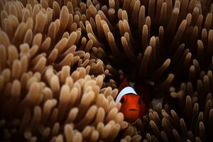Clownfish Sea 5k Wallpaper