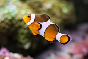 Clownfish (1280x1024) Resolution Wallpaper