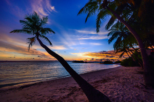 Coconut Trees Beach Clouds Wallpaper