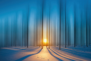 Cold Snow Trees 4k Wallpaper