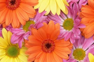Colorful Daisies (1400x1050) Resolution Wallpaper