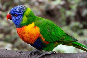Colorful Parrot Bird Wallpaper