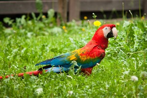 Colorful Parrot Wallpaper