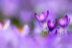 Colors Of Spring Wallpaper