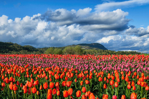 Colourful Tulip Fields In Fraser Valley (1360x768) Resolution Wallpaper
