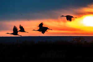 Cranes Take Off During Sunrise At The Bosque Del Apache National Wildlife Refuge Wallpaper