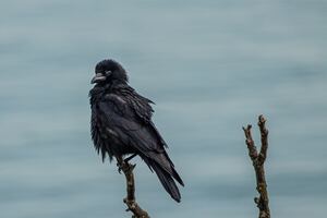 Crow 4k