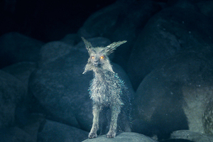 Crystal Foxes Of Crait Star Wars The Last Jedi