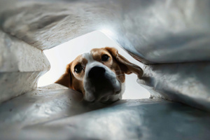 Curious Dog Peeking Into A Bag (2560x1440) Resolution Wallpaper