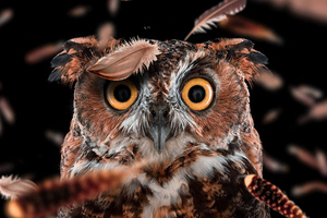 Curious Owl Wallpaper