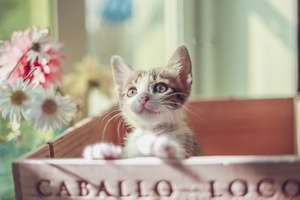Cute Cat Kitty Wallpaper