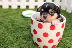 Cute Dog Puppy In Cup Wallpaper