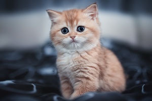 Cute Kitten 4k (2560x1440) Resolution Wallpaper