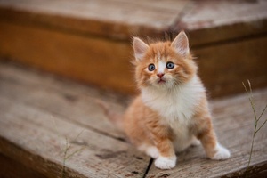 Cute Kitten (1440x900) Resolution Wallpaper