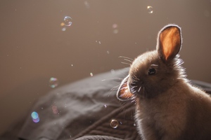Cute Rabbit 2 (1600x900) Resolution Wallpaper
