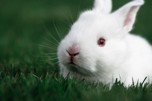 Cute Rabbit (1600x900) Resolution Wallpaper