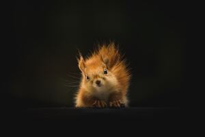 Cute Squirrel 4k