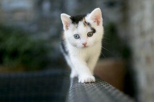 Cute White Cat