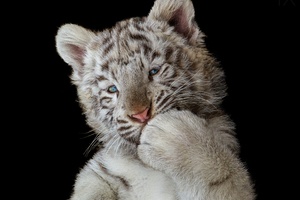 Cute White Tiger Cub