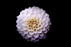 Dahlia Floral Flower 5k