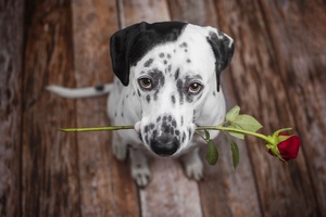 Dalmatian Dog Holding Red Flower In The Mouth Wallpaper