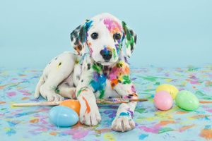 Dalmation Puppy (1280x720) Resolution Wallpaper