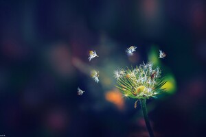 Dandelion Flies Flowers Wallpaper