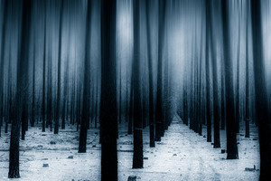 Dark Forest Woods Snow Winter 8k Wallpaper
