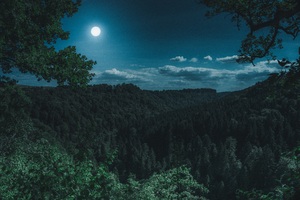 Dark Night Forest View 5k