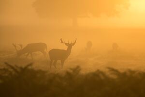 Deer Fog Dusk Sunset 4k (2560x1024) Resolution Wallpaper