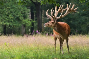 Deer Horns 4k