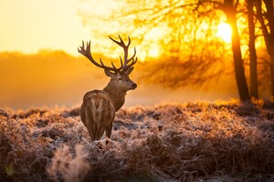 Deer In Forest (3840x2400) Resolution Wallpaper