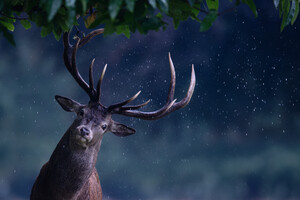 Deer Rain Maker Wallpaper