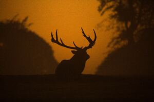 Deer Silhouette 5k Wallpaper