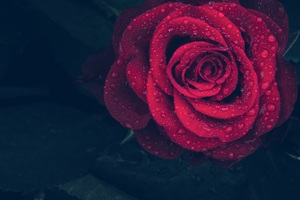 Dew Drops On Rose Petal 5k