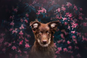 Dog Attractive Eyes (1400x900) Resolution Wallpaper