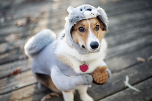 Dog Funny Outfit