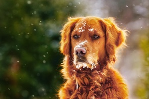 Dog In Winter With Snow Over Face Wallpaper