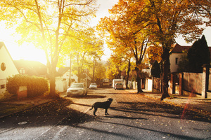 Dog On Concrete Road Homes Trees Sunlights 4k (2560x1024) Resolution Wallpaper